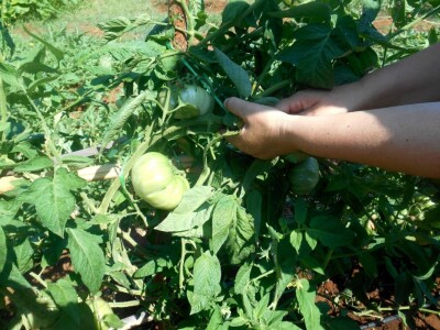 Još nezrele rajčice