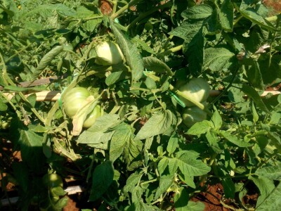 Rajčice su povrće ljeta