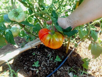 Velika rajčica da ne može biti veća