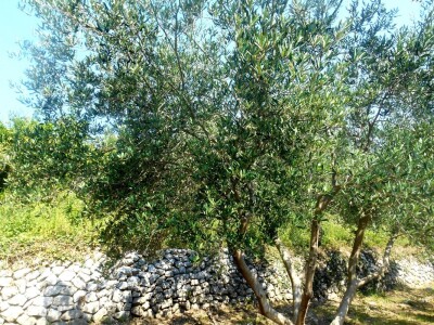 Dobro očuvana maslina