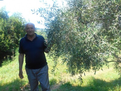 Ivica Matijević - ovo je kalamotska maslina Kalamata