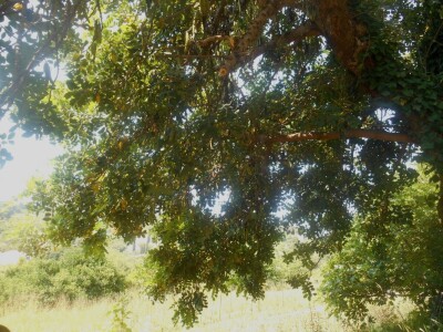 Svako stablo daje plodove