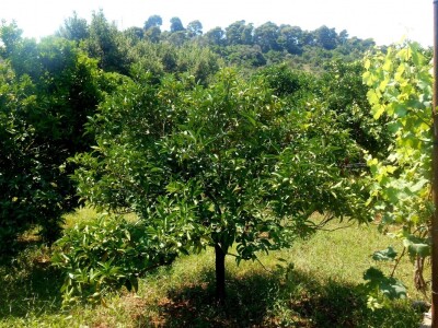 Krošnje stabala su zdrave