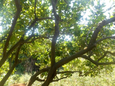 Voće sa stabla izvor je zdravlja