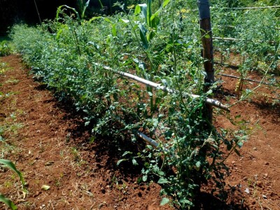 Malene rajčice također uzgajaju