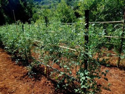 Malene rajčice je lijepo imati