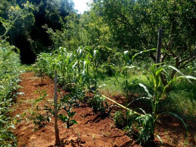 Treba brinuti o svakoj biljci