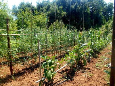 Biljke jedna do druge u redu