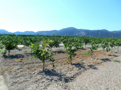 Pogled na ljubav prema prirodi i poljoprivredi