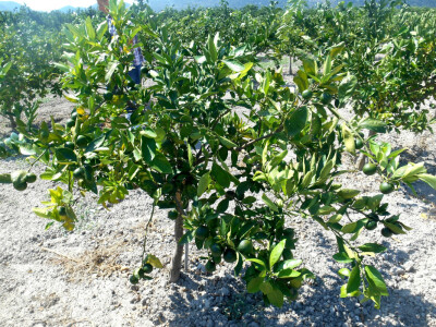 Prizor koji postaje prava ekološka razglednica