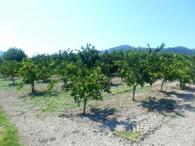 Ekološki uzgoj mandarina je i najbolji uzgoj!