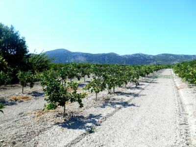 Udaljenost od jednog stabla do drugog je jednaka