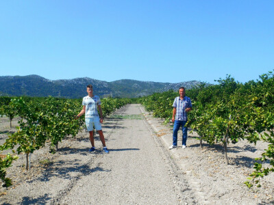 Uzgoj mandarina njihova je velika ljubav
