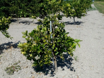 Mandarina je veoma zdravo voće