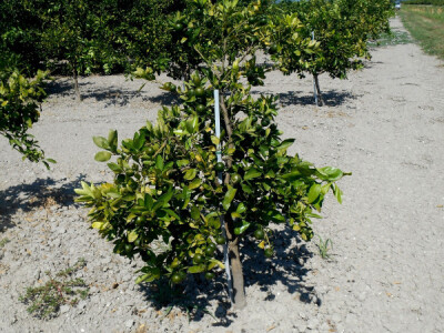 Mandarina je veoma zdravo voće