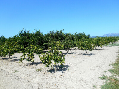 Navodnjavanje se odnosi na isključivo kišnicu