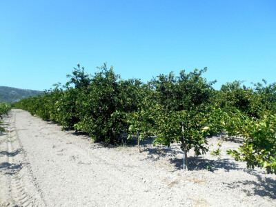 Vodi se velika briga o svakom kvadratu zemlje što je veoma pohvalno