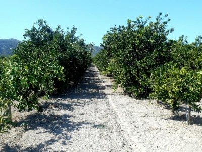 Ovo mjesto uskoro će biti puno mandarina