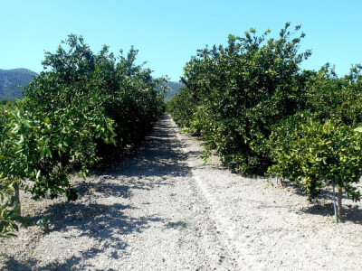 Ovo mjesto uskoro će biti puno mandarina