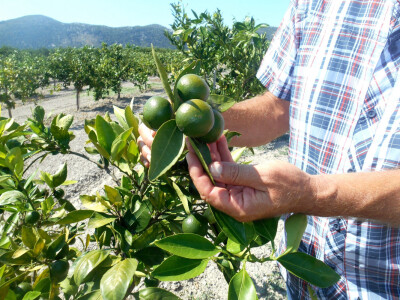 Zdrav plod - najljepši prizor