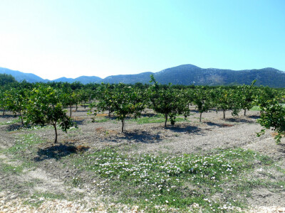 Mandarine su zaštitni znak Neretve