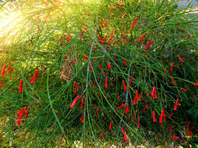 Ljubav na prvi pogled - dubrovački koralj