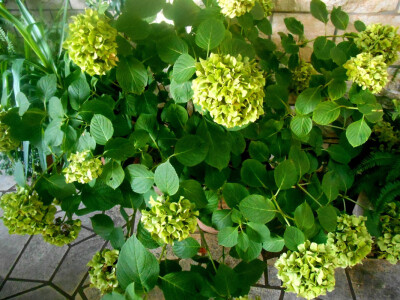 Hortenziju je najlakše održavati