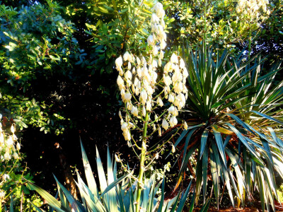 Juka - specifična biljka