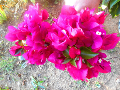 Izražajna boja cvijeta kao što je bogumila