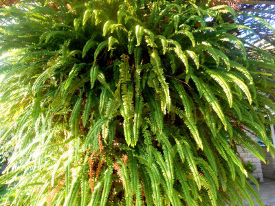 Paprat na palmi - atrakcija i senzacija