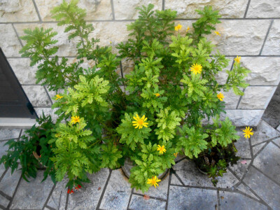 Margarita - nenametljiv i simaptičan cvijet