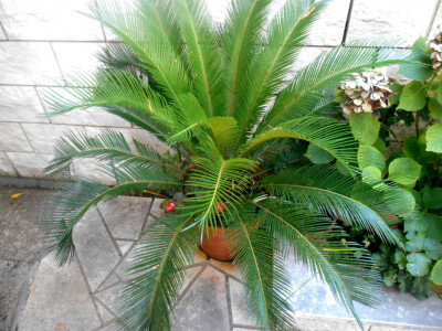 Cikas- palma u punom sjaju