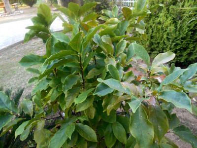 Nespola voće koje uz limun uspijeva u ovom vrtu