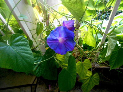 Ipomeu zovu još i Buon Giorno!