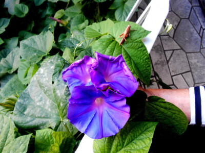 Atraktivan ljubičast cvijet Ipomea