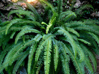 Paprat - primjer zdrave prirode