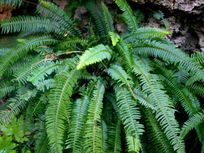 Paprat je još jedna od biljki koja se zeleni u Heleninom vrtu