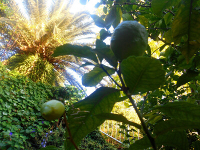 Različite biljke na jednom mjestu