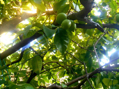 Osunčani plodovi limuna