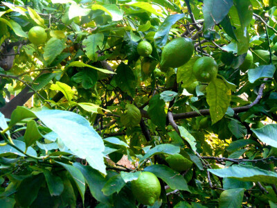 Limun je Helenino najdraže voće