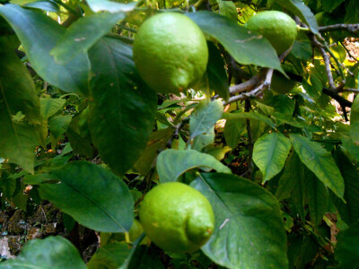 Dva limuna - dva izvora zdravlja