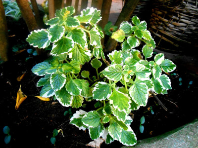 Timjan je specifična biljka