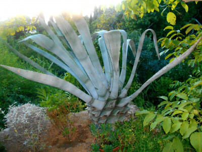 Palma kao skulptura Palma kao skulptura