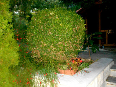 Ukrasni grm u obliku kugle