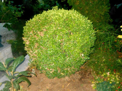 Zelena prirodna kugla kao atrakcija