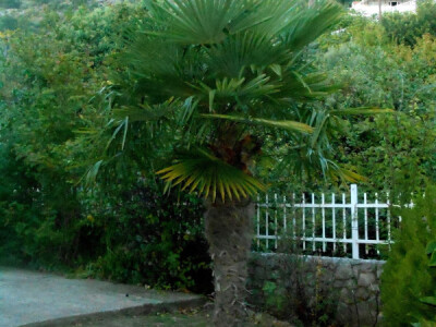 Različite palme kao dokaz raznovrsnosti