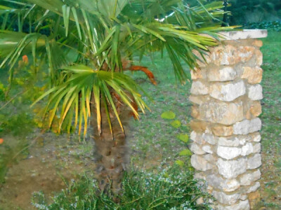 Palma i lampiončić na ulazu u kuću - prava dobrodošlica