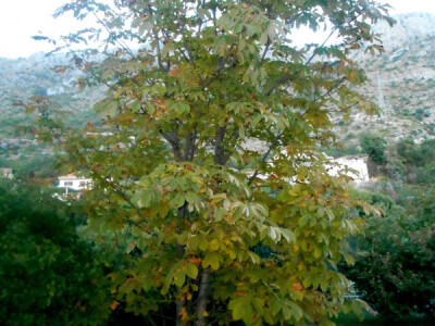 Priroda je i ispred kuće očuvana