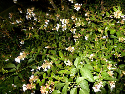 Helena vodi brigu o svakog biljci