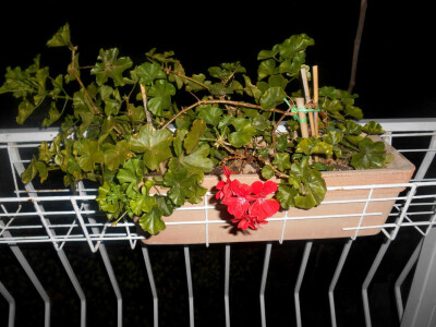 Cvijeće u lončanici na ogradi - originalna ideja